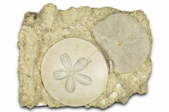 Two Fossil Sand Dollars (Scutella) - France #336746